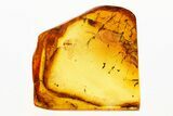 Large, Deflated Mite (Acari) Fossil in Baltic Amber #273303-1